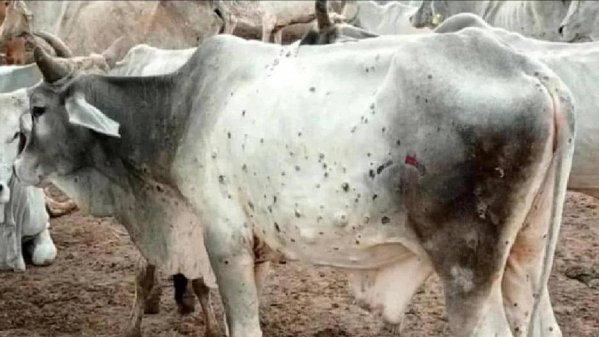 लंपी वायरस के चलते यूपी में लगा पशुओं का लॉकडाउन