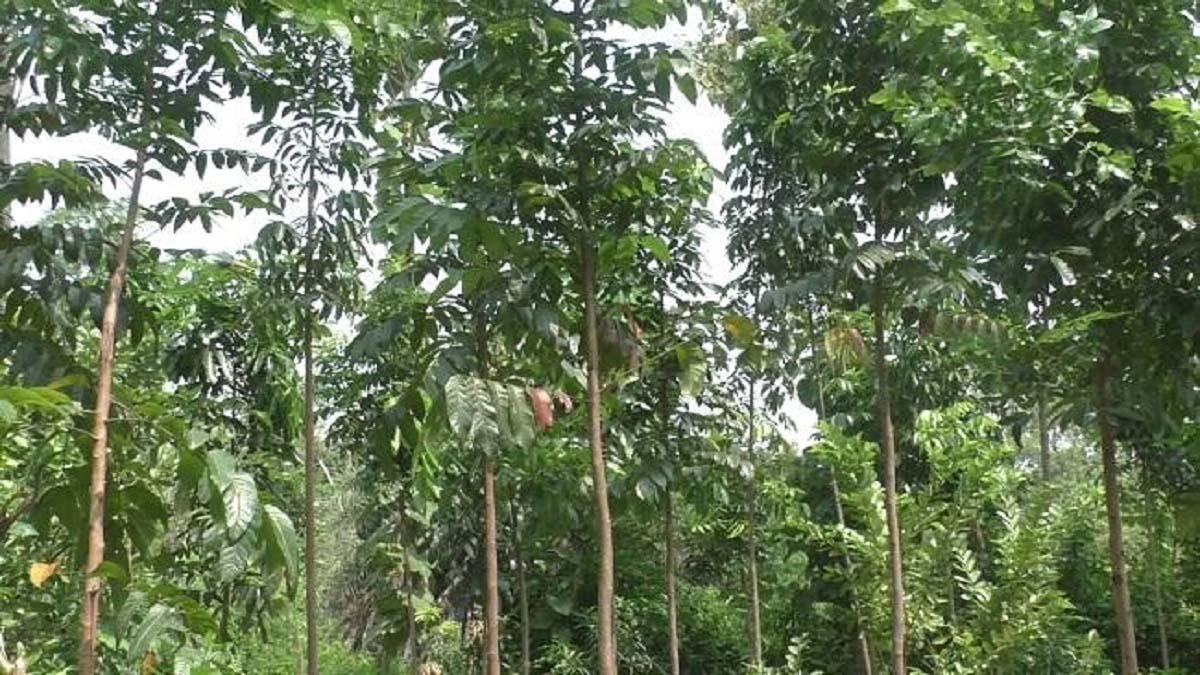 Mahogany Farming Profit