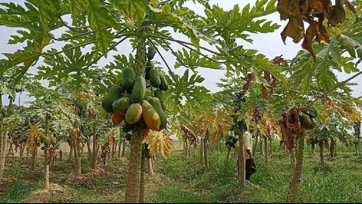 Papaya Farming