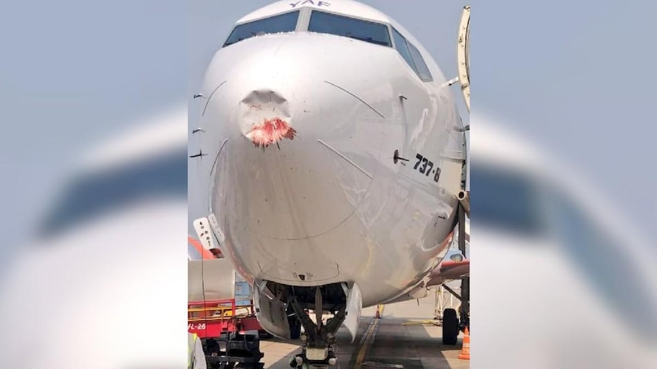 1900 फीट की ऊंचाई पर अकासा एयरलाइन की फ्लाइट से टकराया पक्षी, दिल्ली एयरपोर्ट पर लैंडिंग, दिखा डैमेज - bird strike on akasa airlines Ahmedabad Delhi flight ntc - AajTak