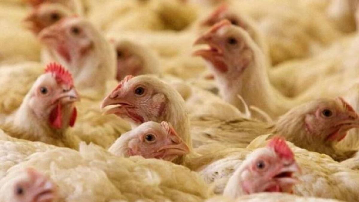 Backyard Poultry Farming