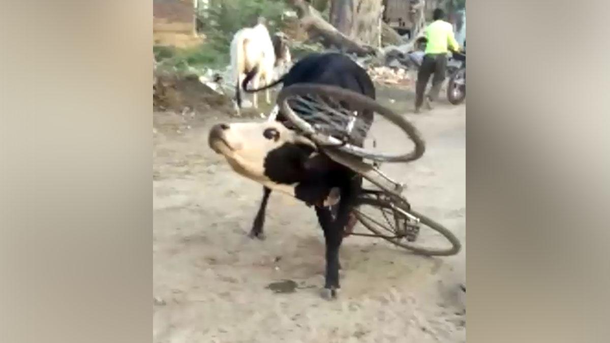 सांड के गले में फंस गई साइकिल 