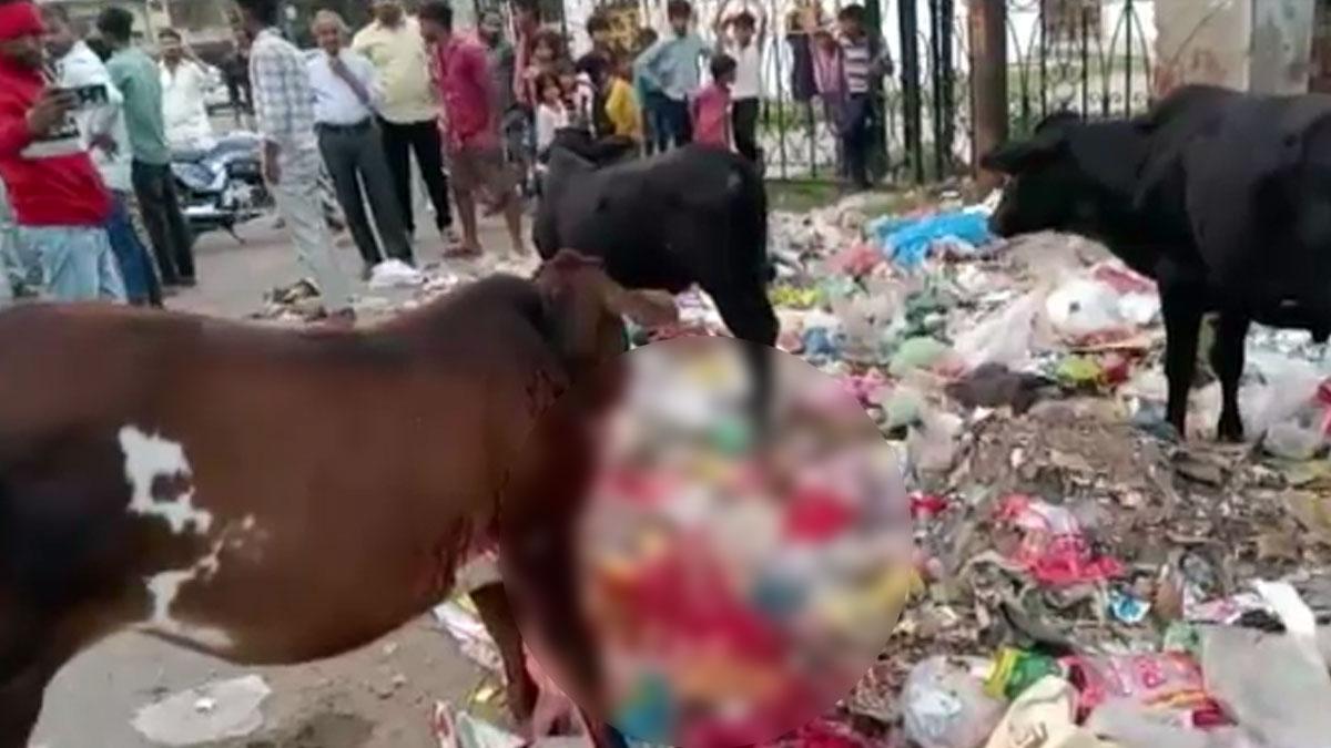 मुंह में बम फटने से गाय गंभीर रूप से हुई घायल 