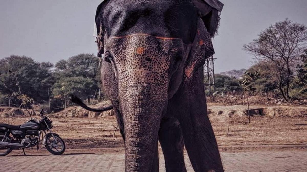 हथिनी ने दुकानदार को उठाकर पटका