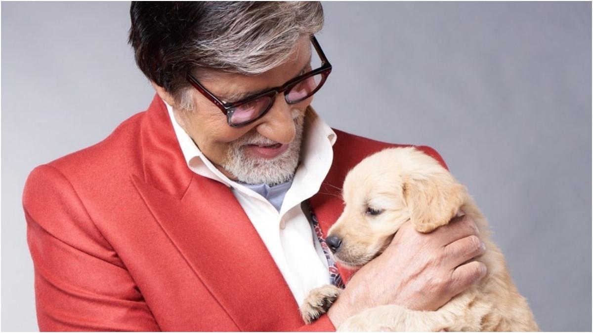 Amitabh Bachchan को आई 'छोटे से दोस्त' की याद, बोले- छोड़ कर चले जाते हैं