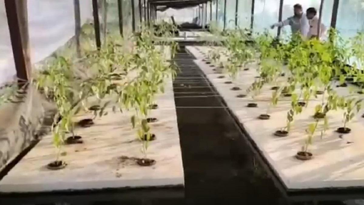Aquaponics Farming