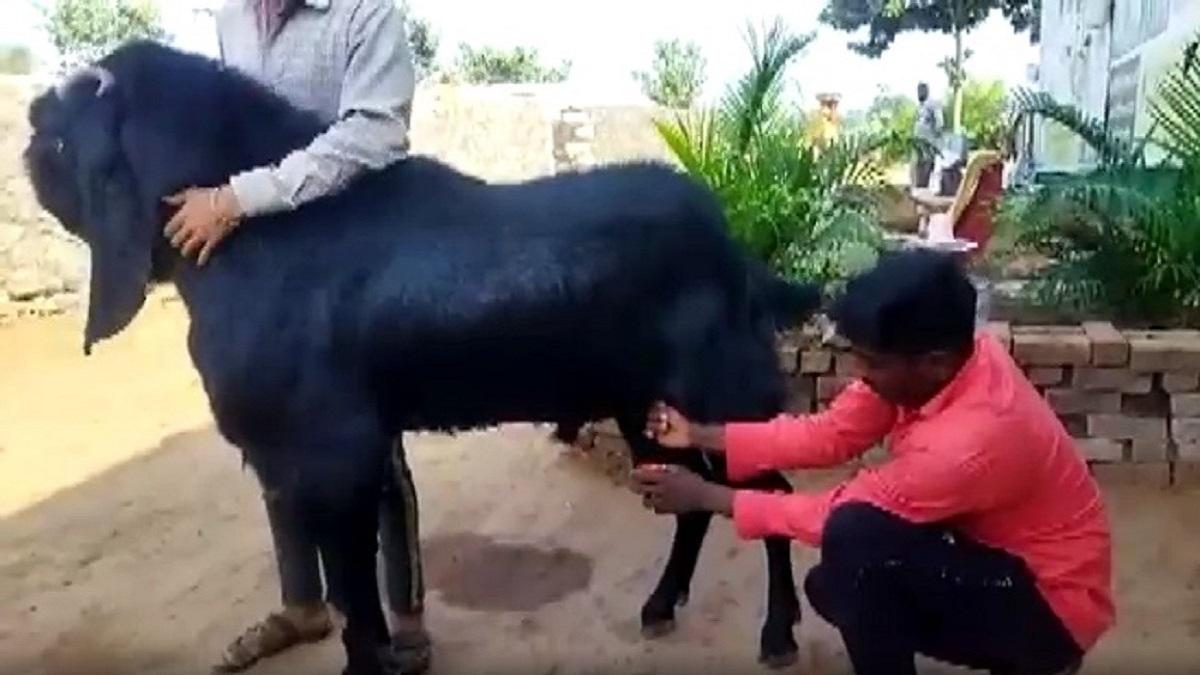 बुरहानपुर में बकरे दे रहे दूध.