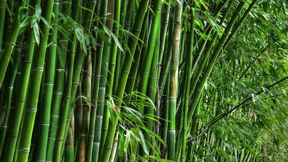 Bamboo Farming
