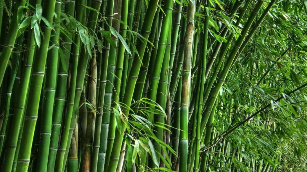 bamboo cultivation (File Photo)