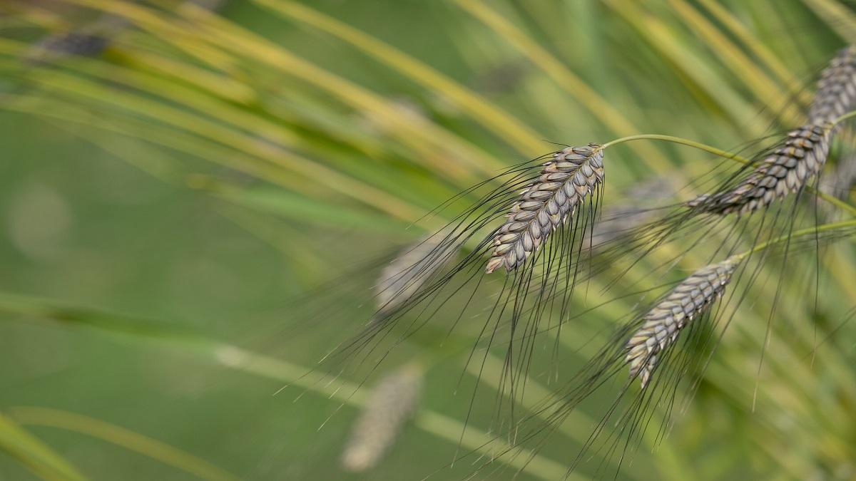 Black wheat cultivation