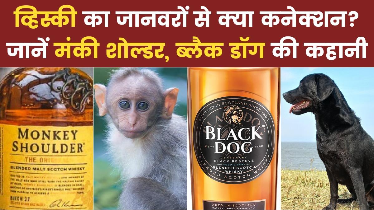 Monkey Shoulder Name Story (Representational Image)