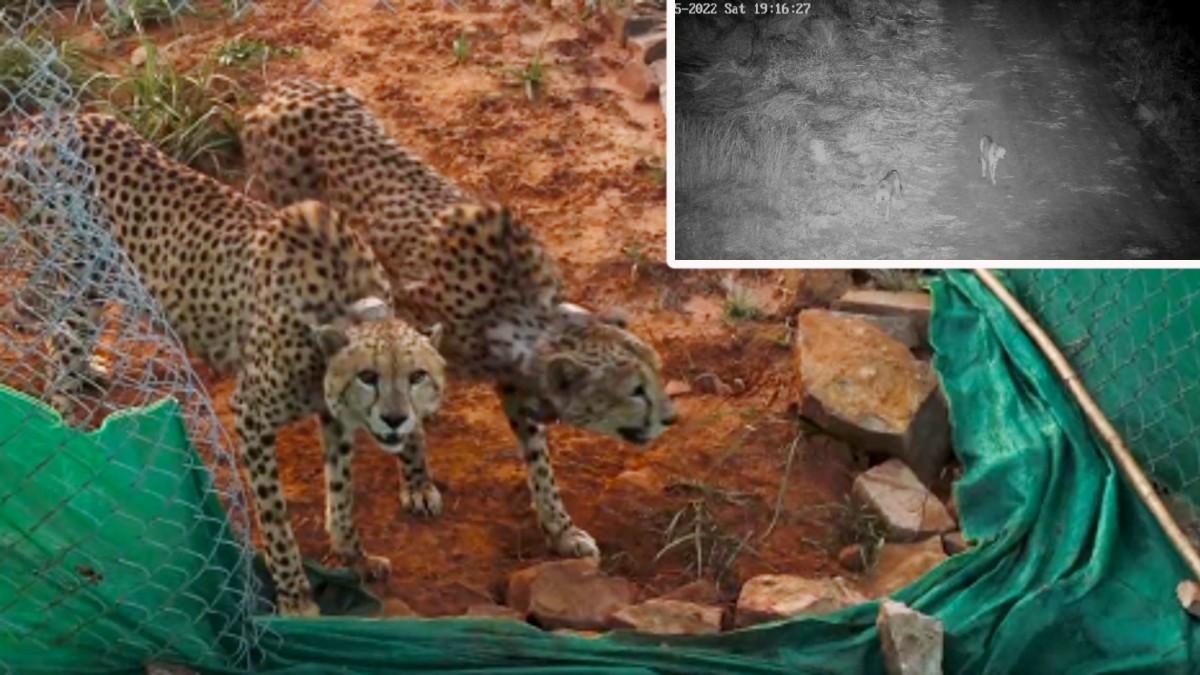 Kuno National Park के बड़े बाड़े में रिलीज किए गए 2 चीते.