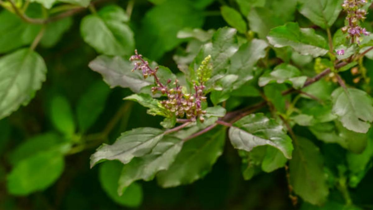 चंद्र ग्रहण के दौरान तुलसी तोड़ना वर्जित