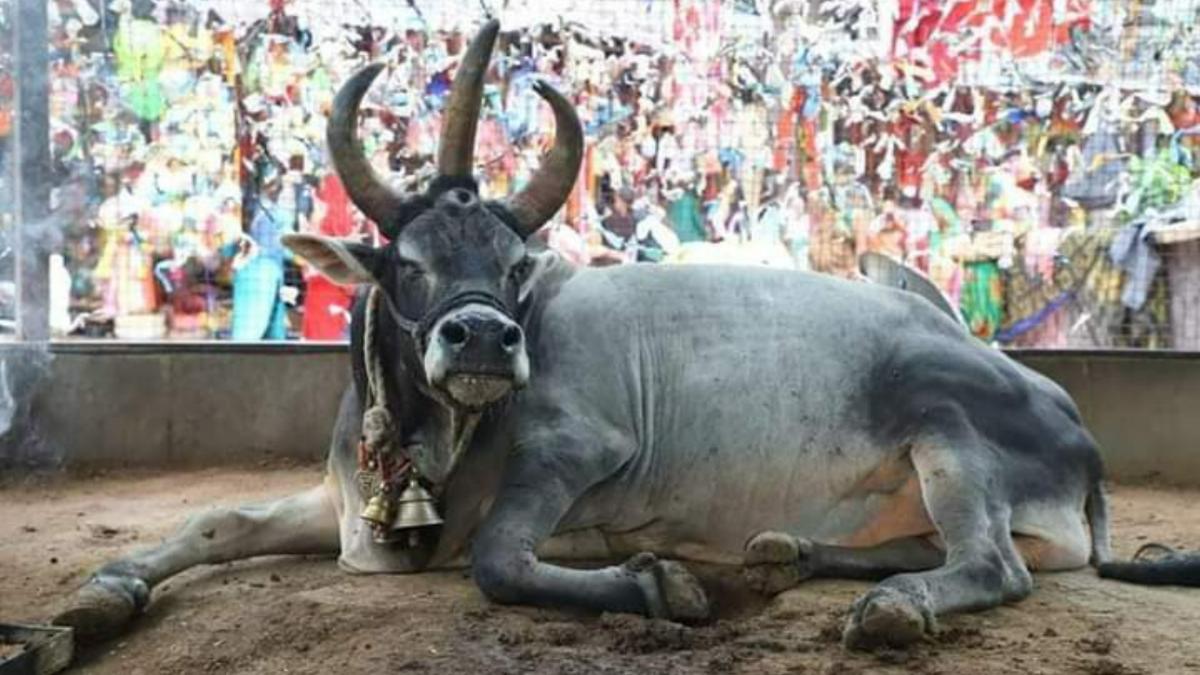 श्री जटाशंकर धाम में नंदी बाबा का निधन