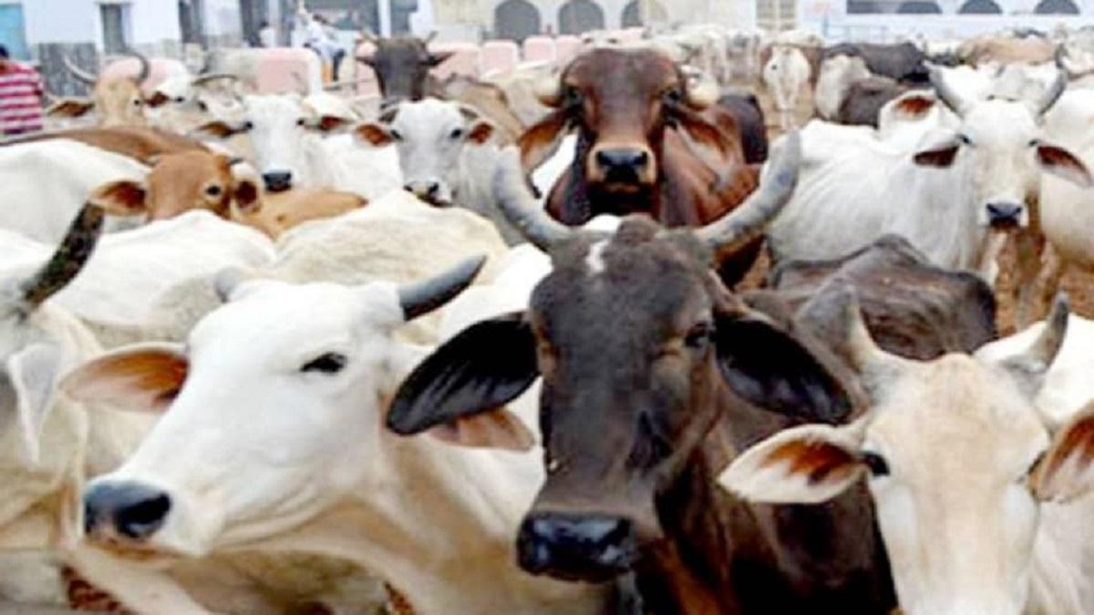 Cow Farming