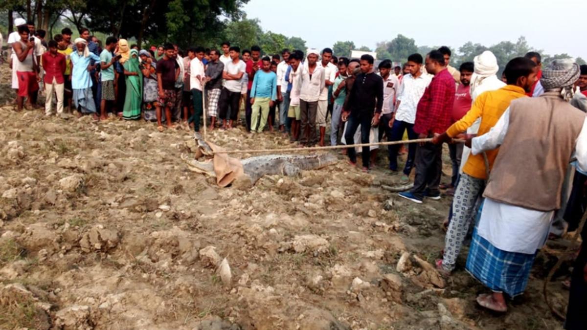 तीन घंटों की कड़ी मेहनत के बाद मगरमच्छ को पकड़ा गया. 