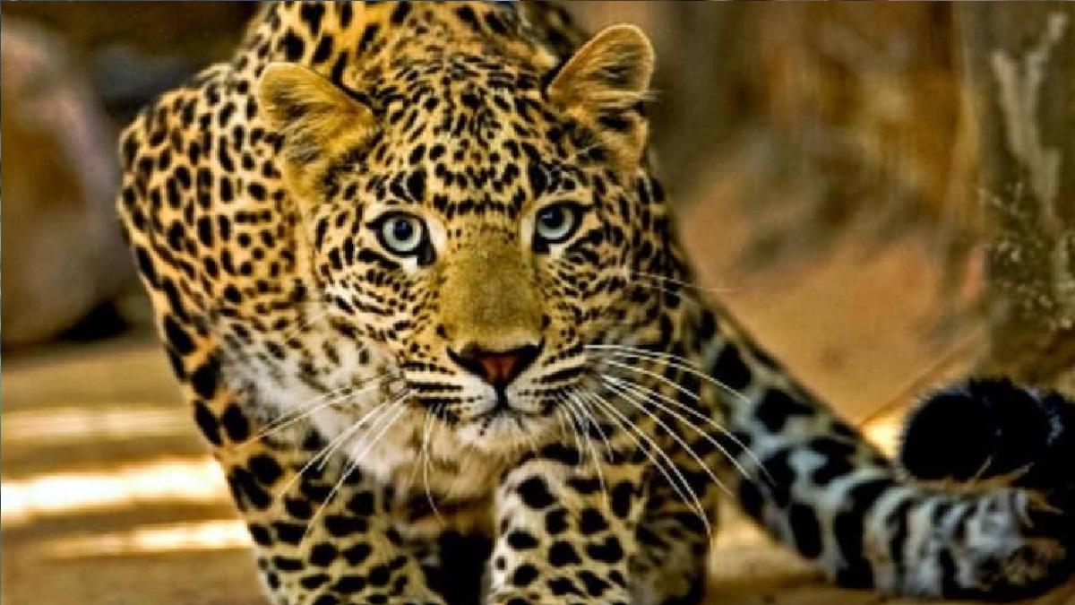 तेंदुआ. (सांकेतिक तस्वीर)