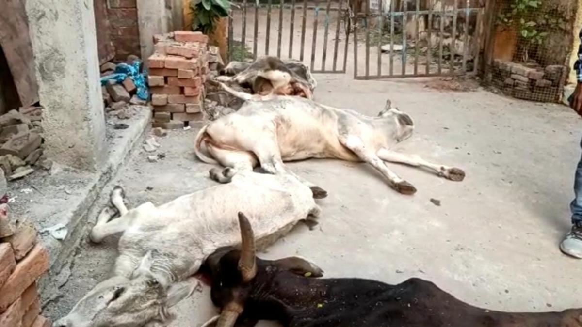 गायों को गौशाला से हटा कर पशु चिकित्सालय के बाहर फेंकवा दिया था