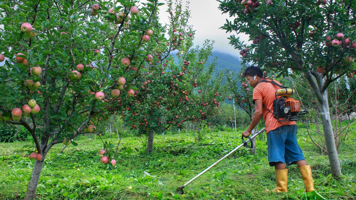 हिमाचल की जीडीपी में सेब का योगदान 13 फीसदी से ज्यादा है. (फाइल फोटो-PTI)