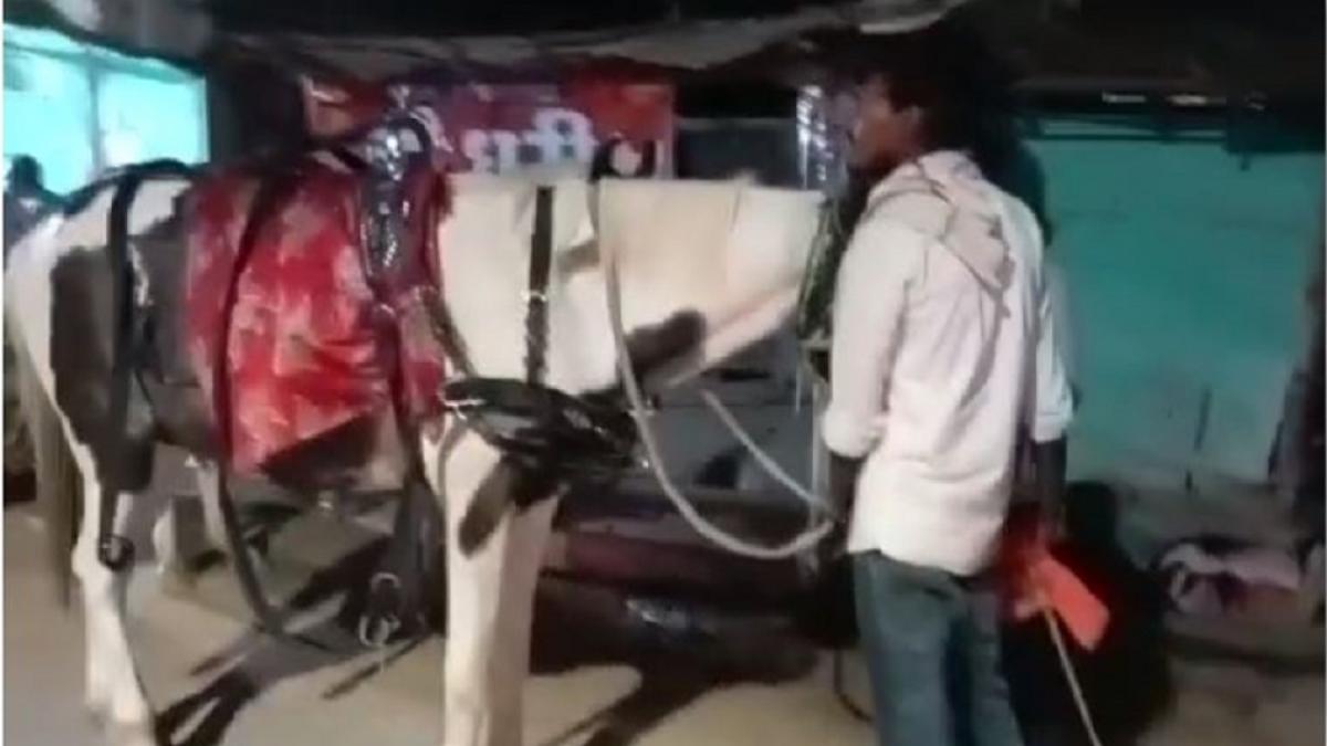 घोड़े ने कई लोगों को रौंदा