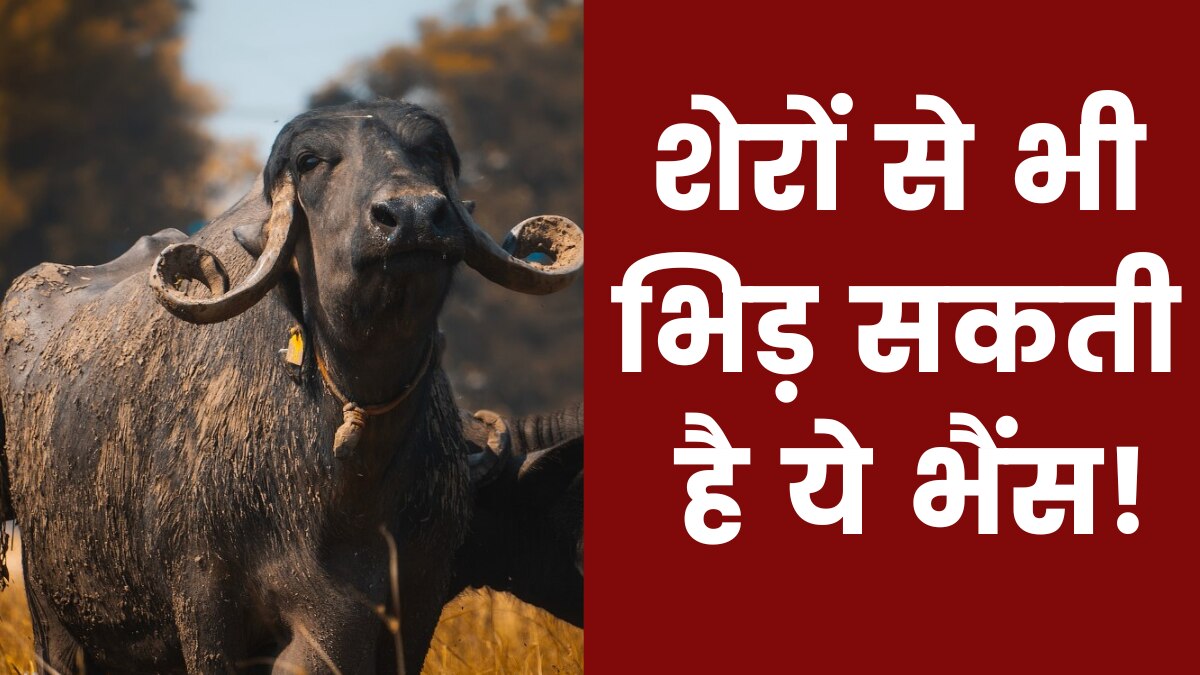 जाफराबादी भैंस (Pic Creit: Pixabay)