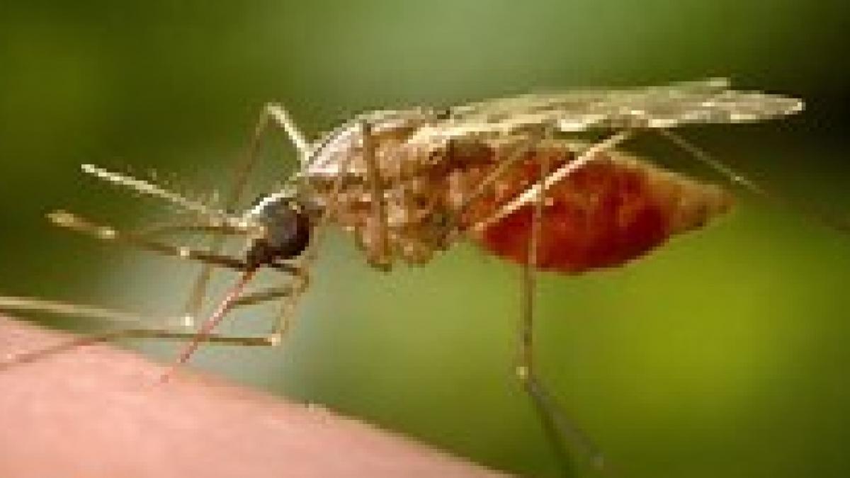 एक खुराक इस दवा की ले ली तो 6 महीने तक नहीं होगा मलेरिया, स्टडी में दावा