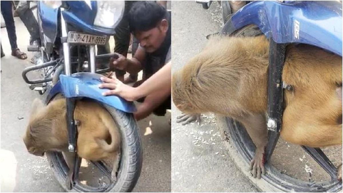 सोशल मीडिया पर वीडियो वायरल.