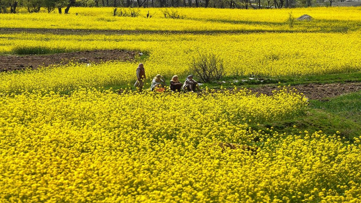 Mustard Farming