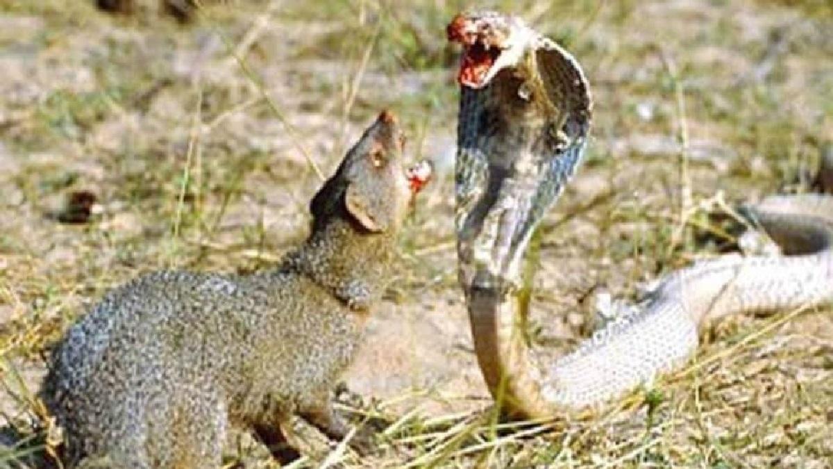 कोबरा और नेवले की लड़ाई(सांकेतिक तस्वीर)