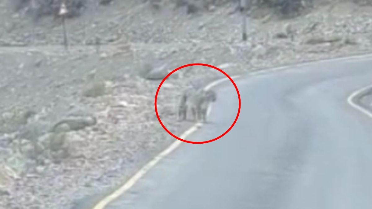 भारत-चीन सीमा पर दिखे हिम तेंदुए. (Photo: Video Grab)