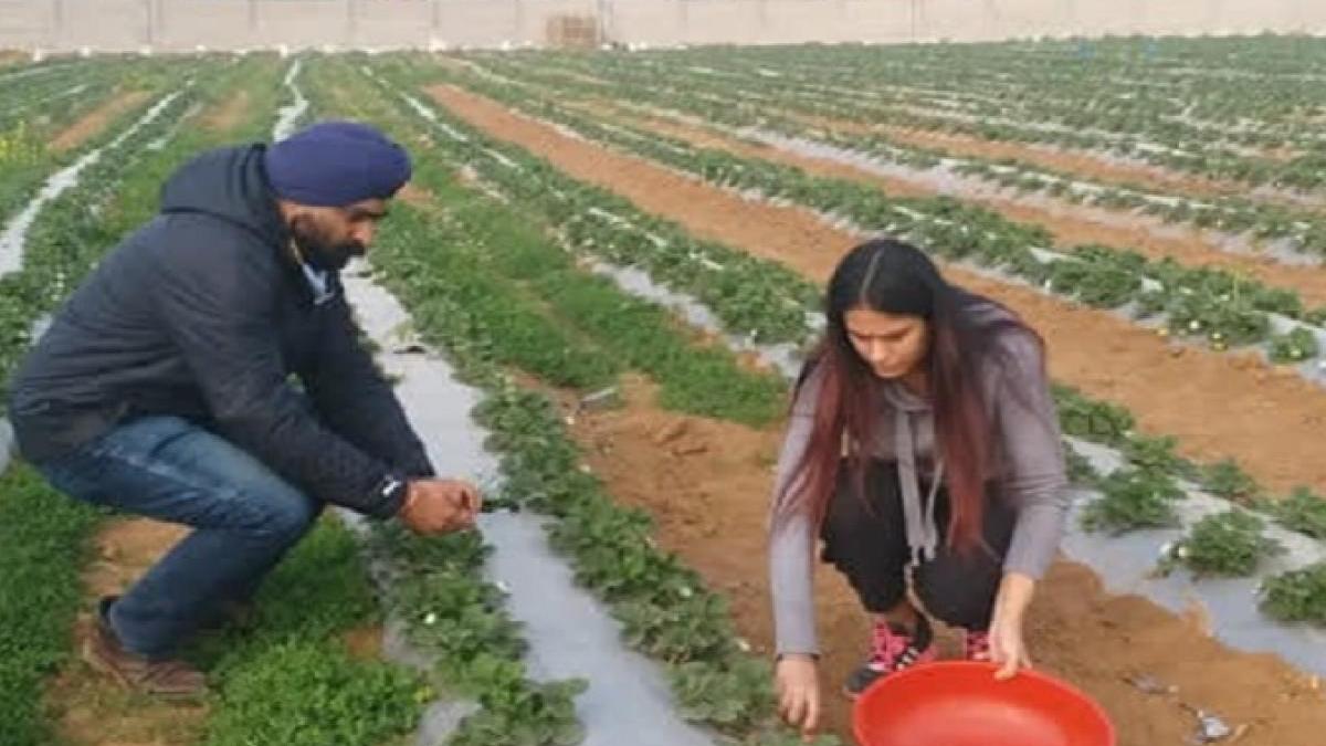 Strawberry Cultivation