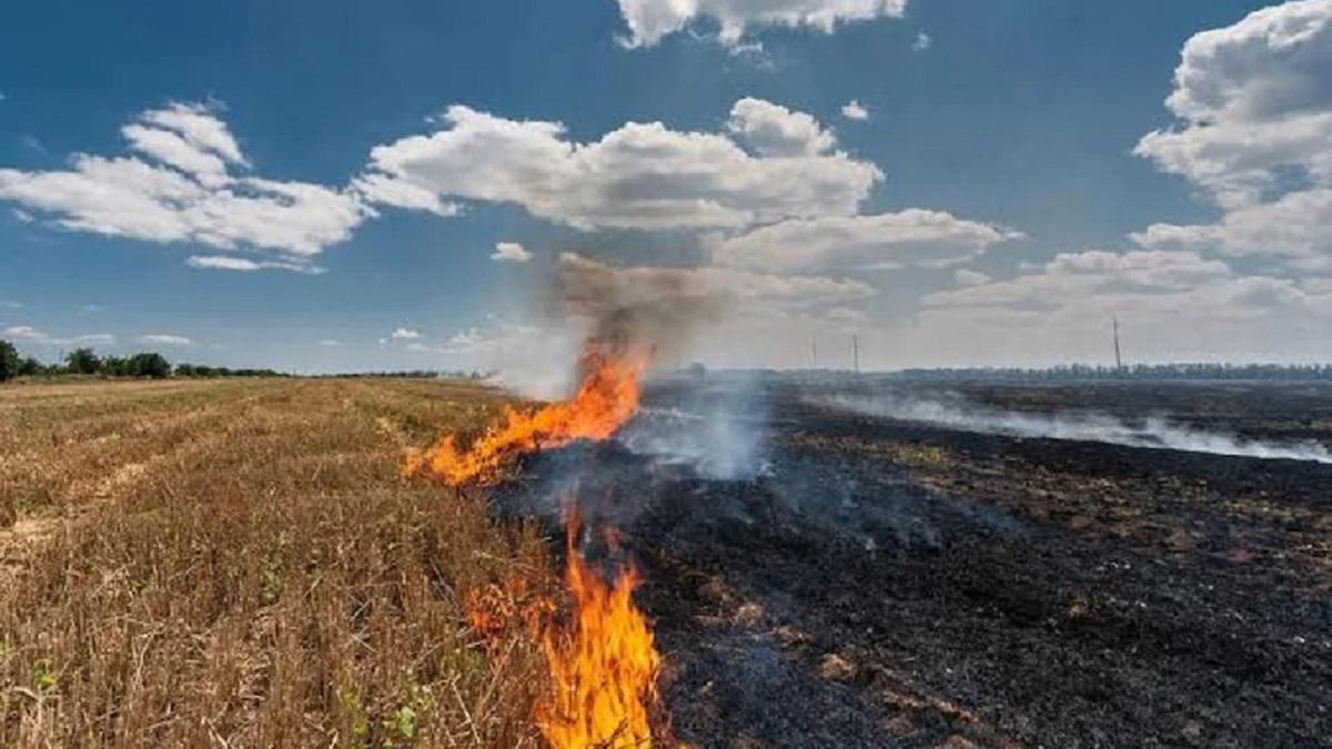Stubble Burning Image