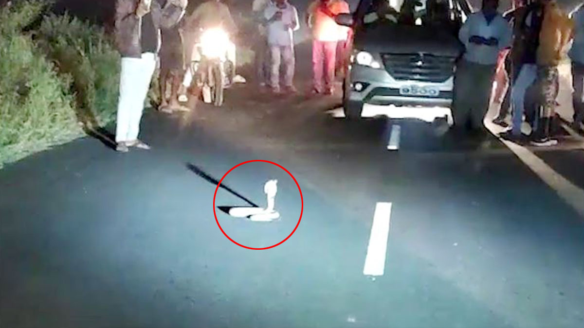 Video: फन फैलाए बीच सड़क पर बैठ गया जहरीला कोबरा, आधे घंटे तक ट्रैफिक जाम