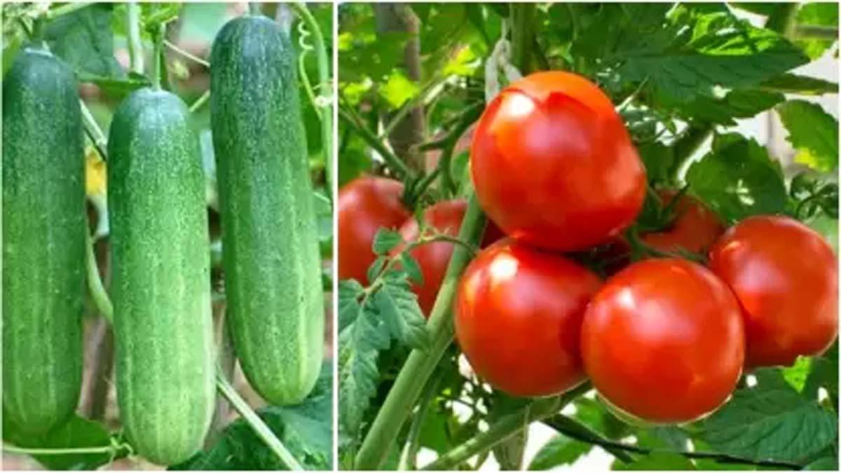 How to check Vegetable's Purity