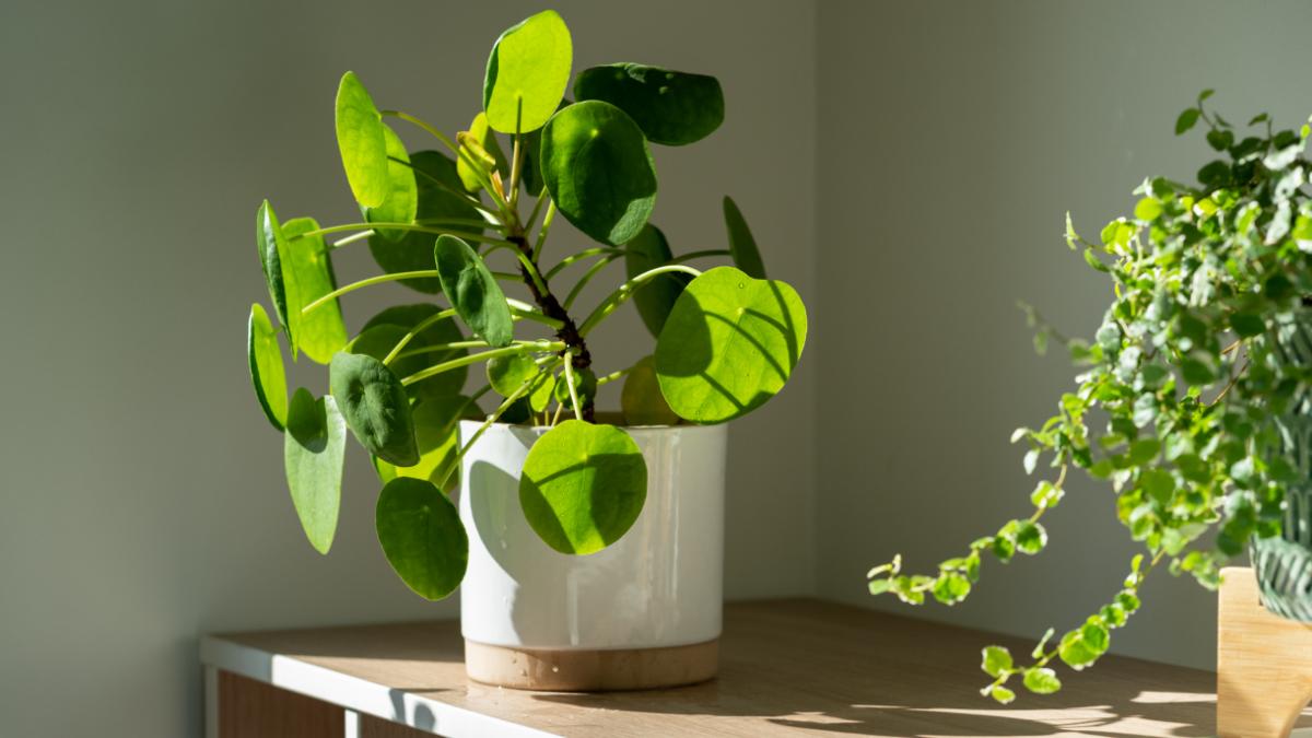 collage maker 12 dec 2022 02.50 pm वास्तु टिप्स (PC: Getty Images)