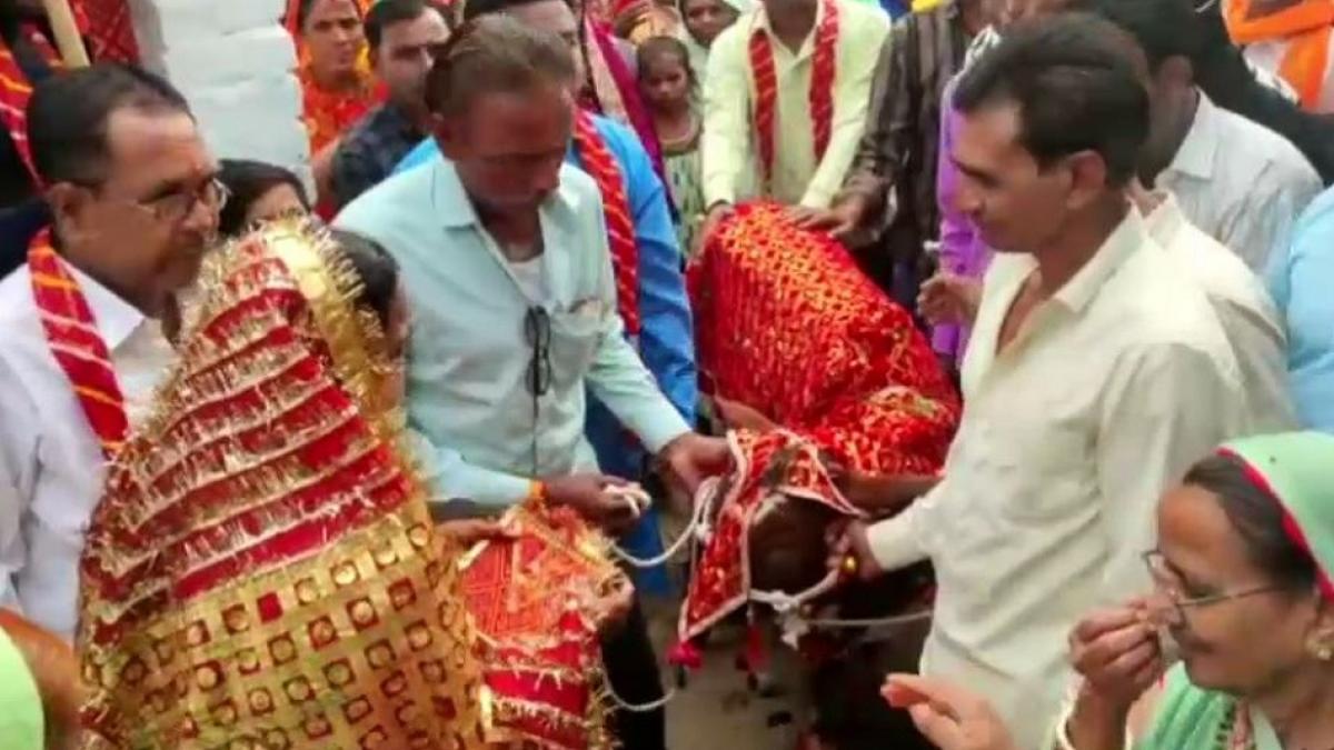एमपी में गाय की कराई गई शादी