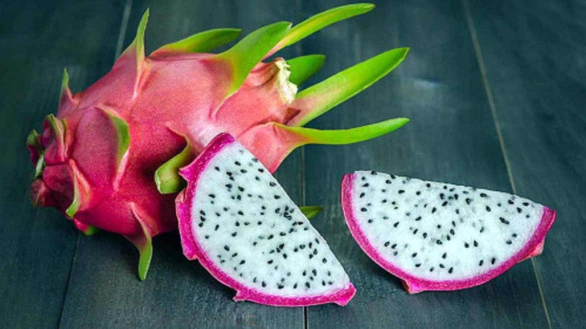 Dragon fruit  farming (File Photo)
