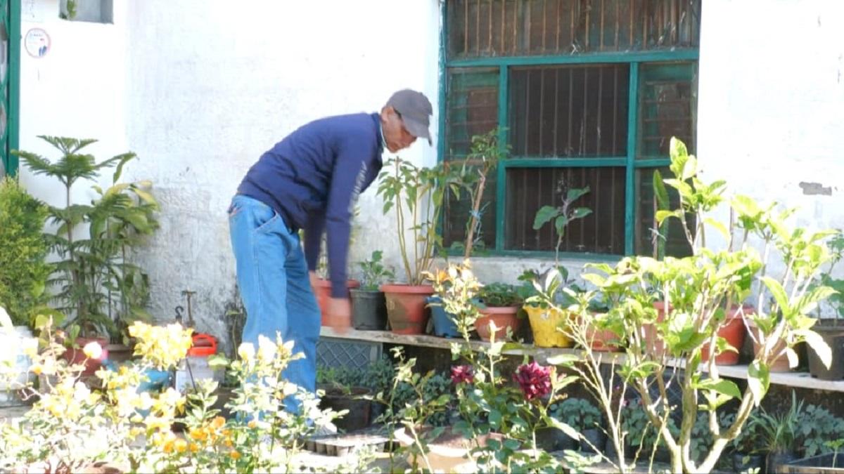 Farming with grafting technique