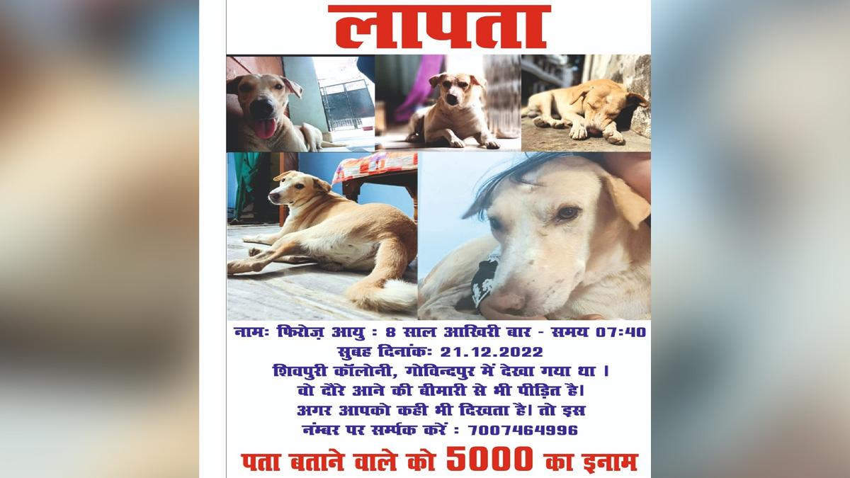 लापात कुत्ता फिरोज.