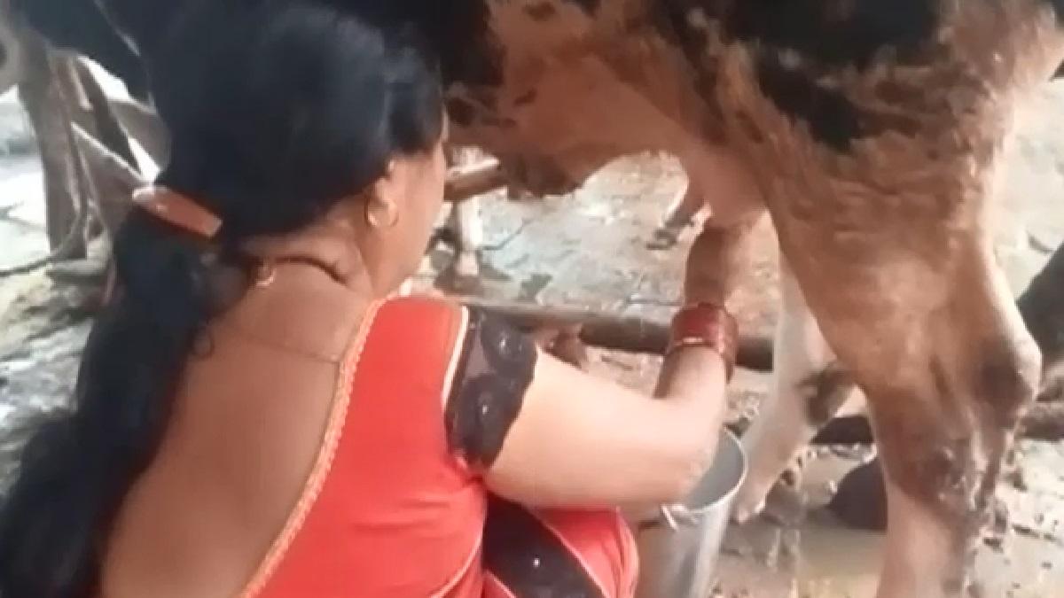 VIDEO: 12 महीने की बछिया... 4 किलो दूध वो भी बिना बच्चा दिए, लोग हैरान
