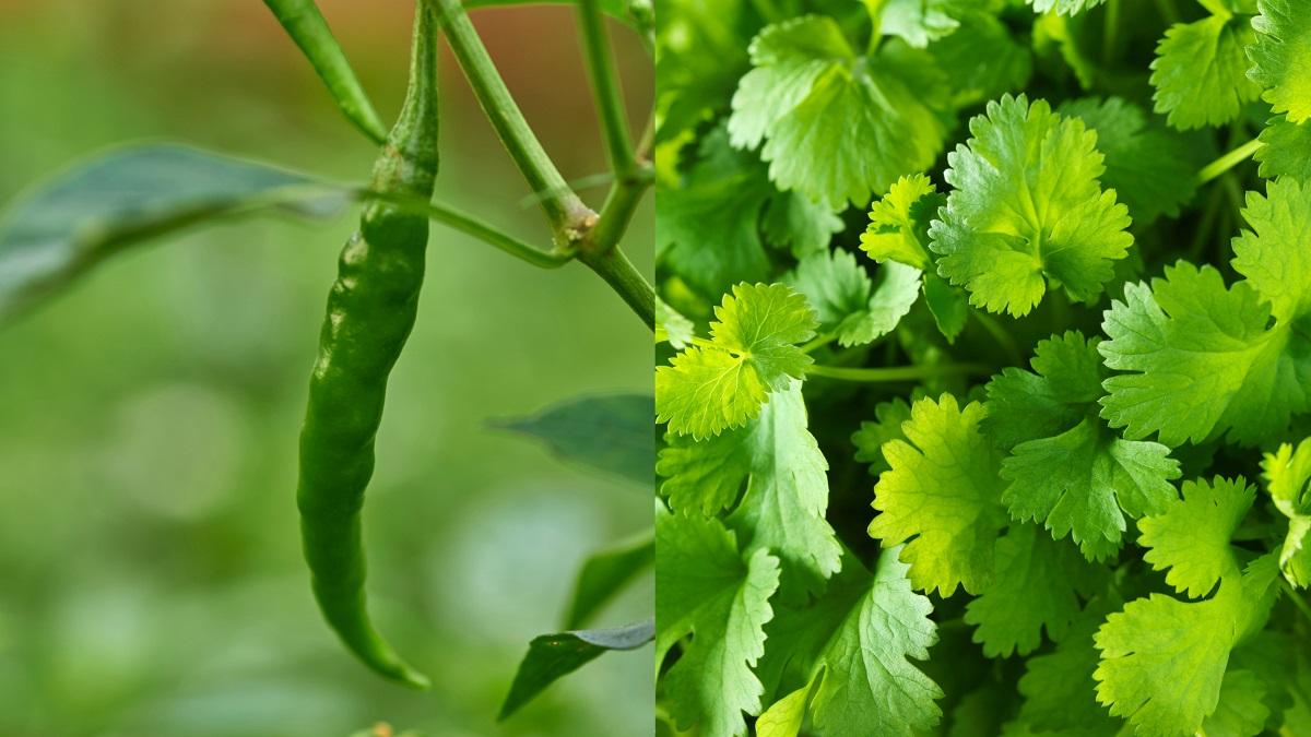 Coriander and green chilly cultivation at home