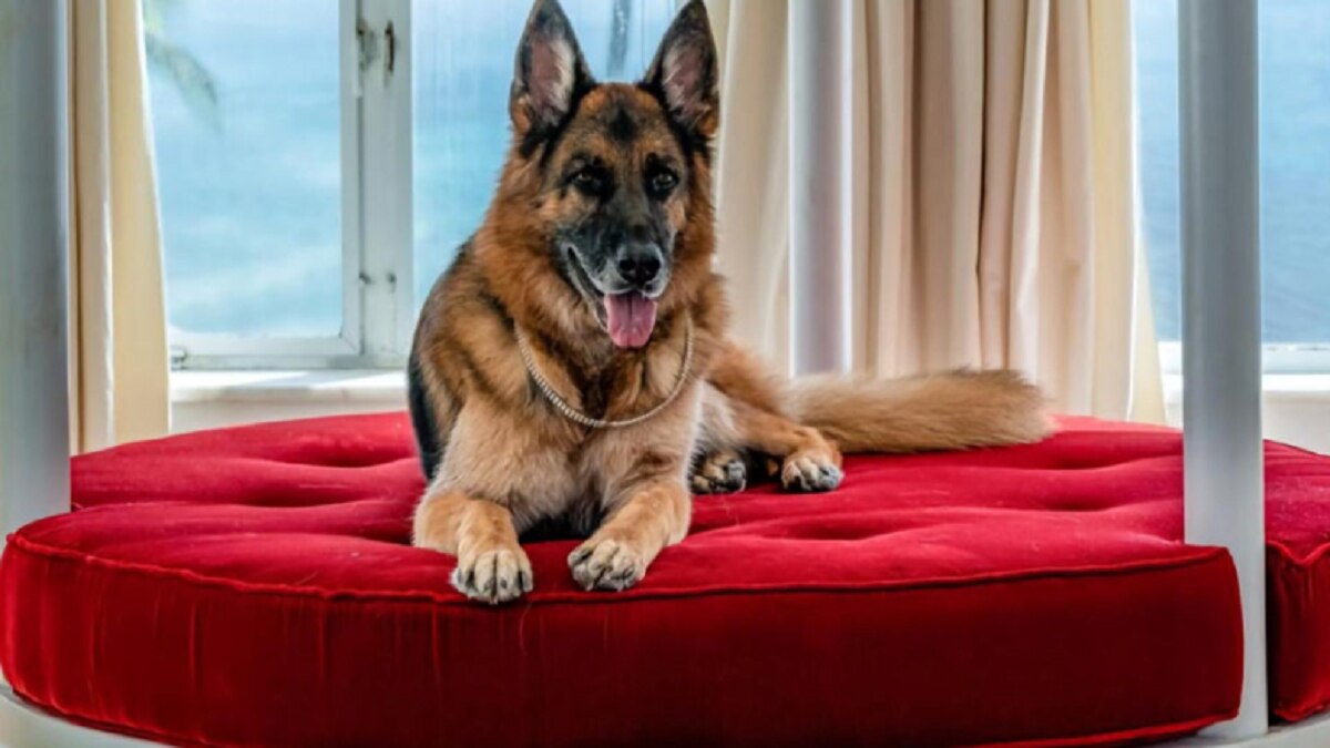 जर्मन शेफर्ड नस्ल का ये कुत्ता दुनिया में सबसे अमीर है, फिलहाल इसका कोई मालिक भी नहीं. (Instagram)