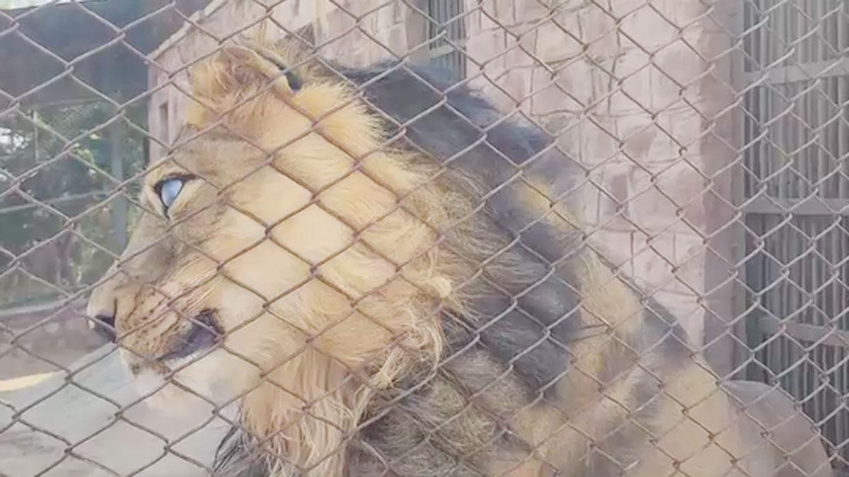 जानवरों को ठंड से बचाने के लिए खास इंतजाम किए गए 