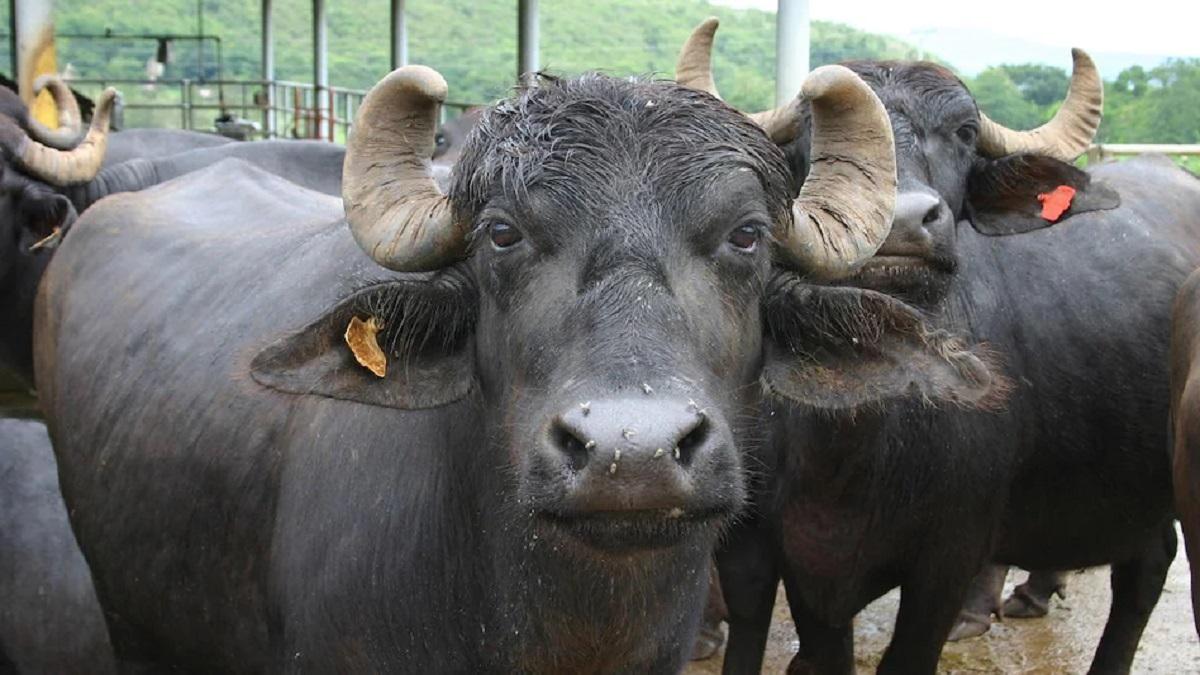 Indian breed buffaloes