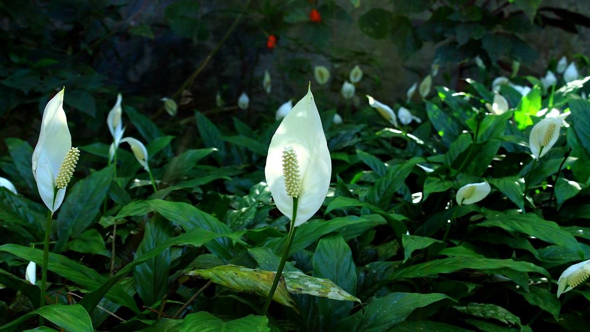 Peace lily plant (Pic credit: Pixabay)