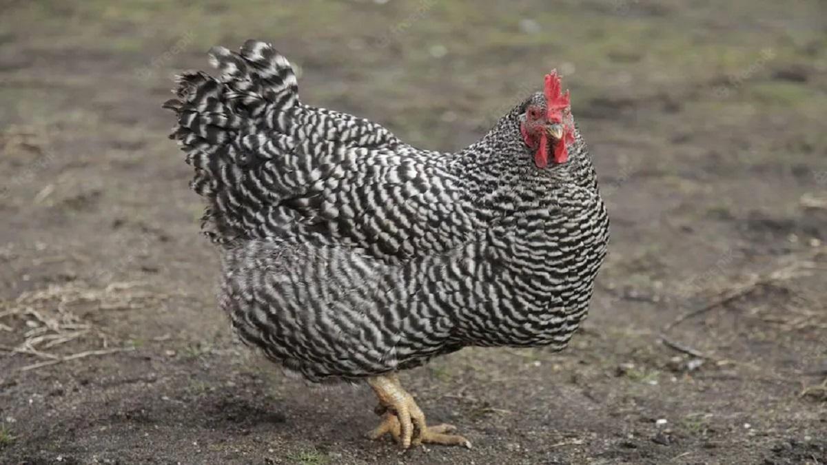 Plymouth Rock Chicken 