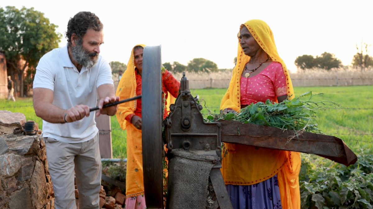 Bharat Jodo Yatra: राहुल ने राजस्थान में चलाई चारा काटने वाली मशीन, गहलोत ने भी आजमाया हाथ