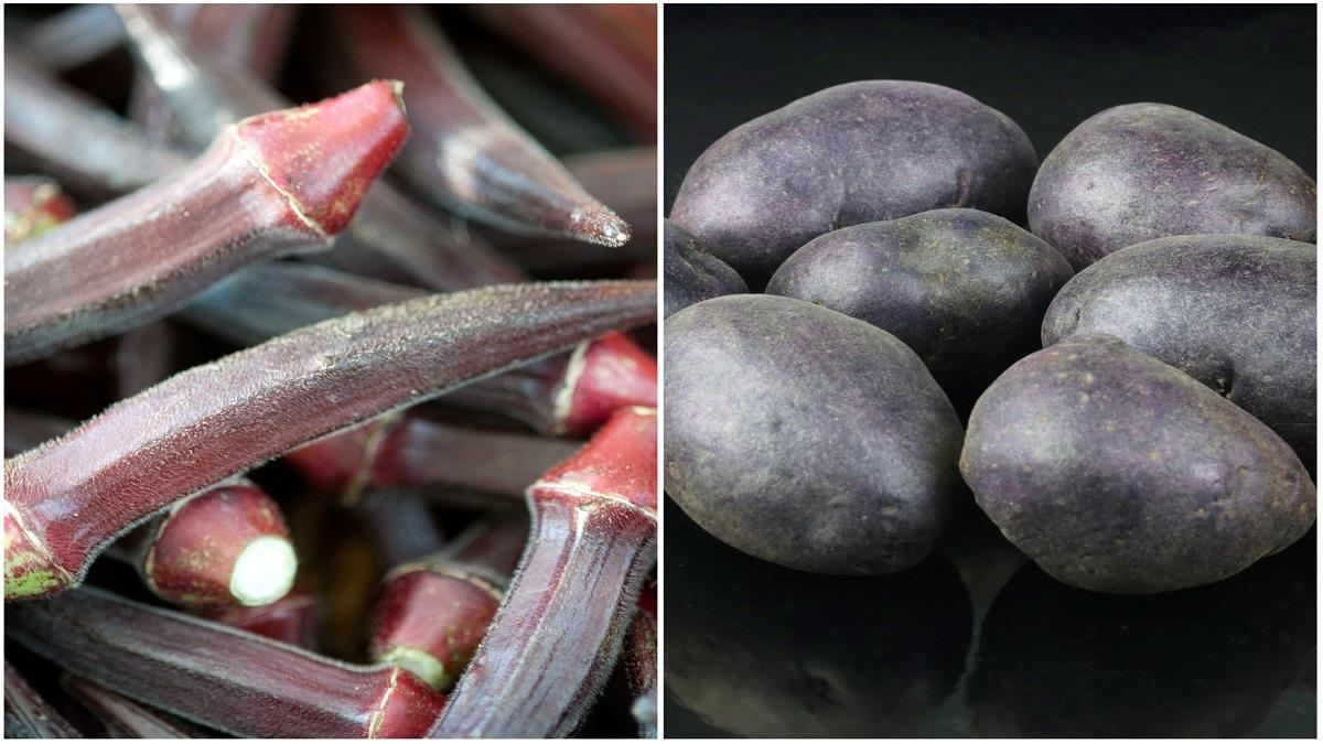 Red Ladyfinger And Blue Potato Cultivation
