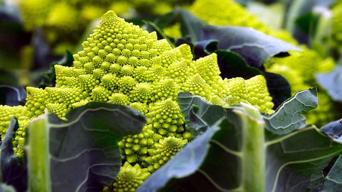 Romanesco cauliflowers( Picture credit: Getty)