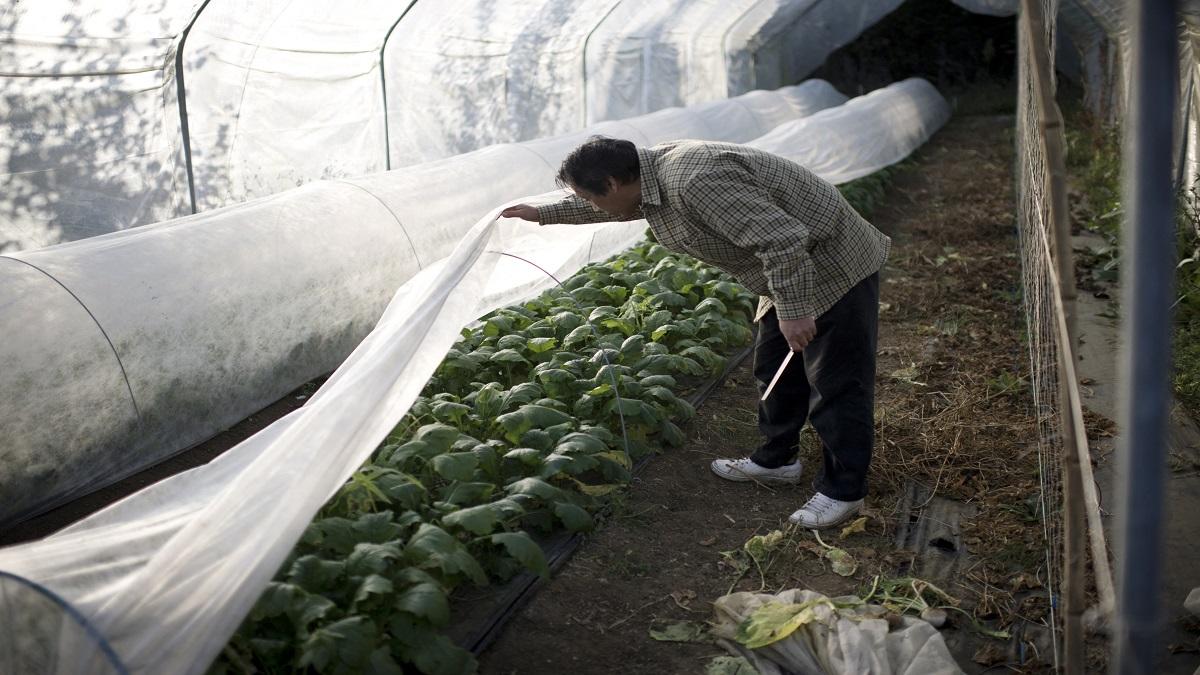 world most expensive spinach